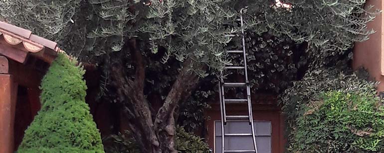 Pruning and maintenance of gardens in Sabadell